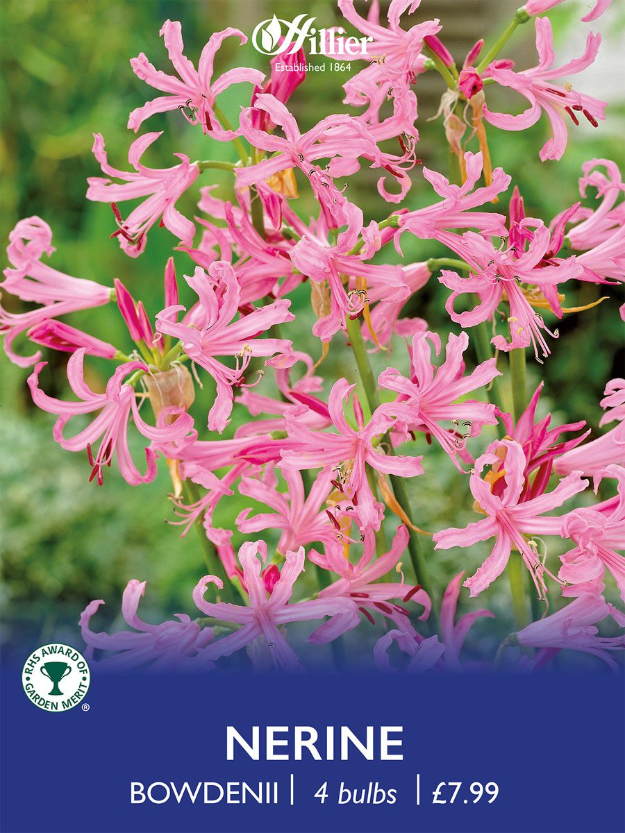 8718641997369 1 Nerine Bowdenii.jpg